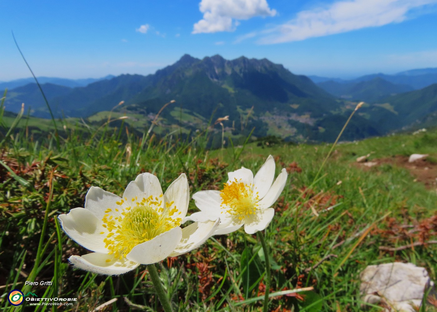 57 Pulsatilla alpina (Anemone alpino) con vista in Alben.JPG